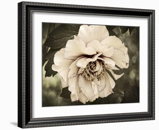 Golden Era Peony IV-Rachel Perry-Framed Art Print