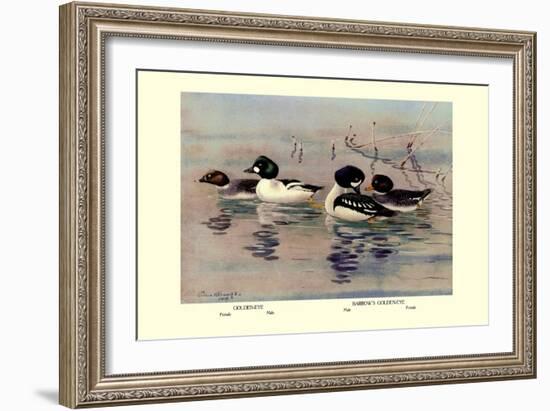 Golden-Eye and Barrow's Golden-Eye Ducks-Allan Brooks-Framed Art Print