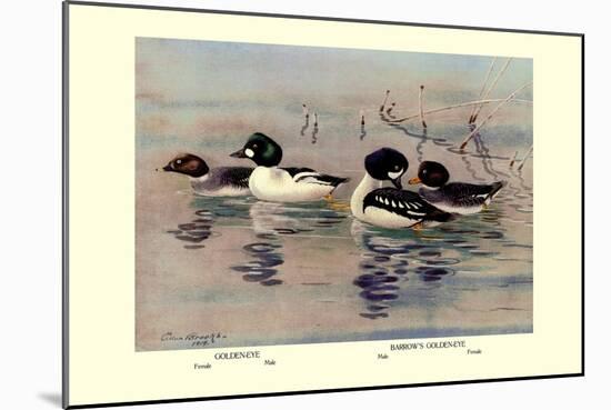 Golden-Eye and Barrow's Golden-Eye Ducks-Allan Brooks-Mounted Art Print