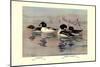 Golden-Eye and Barrow's Golden-Eye Ducks-Allan Brooks-Mounted Art Print