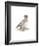 Golden Eye (Female)-C^T^N^ Ackland-Framed Premium Giclee Print