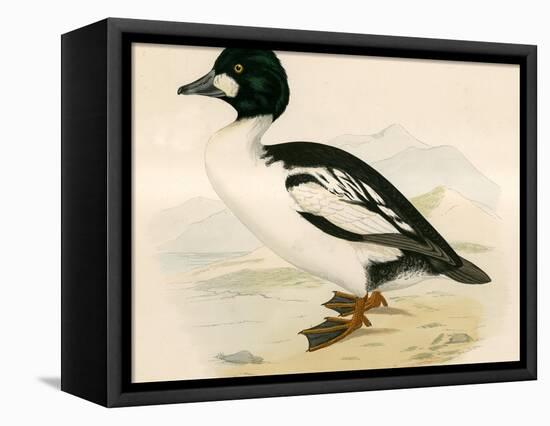 Golden Eye-Beverley R. Morris-Framed Premier Image Canvas