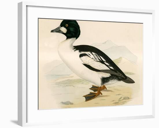 Golden Eye-Beverley R. Morris-Framed Giclee Print