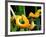 Golden Eyelash Viper-David Northcott-Framed Photographic Print