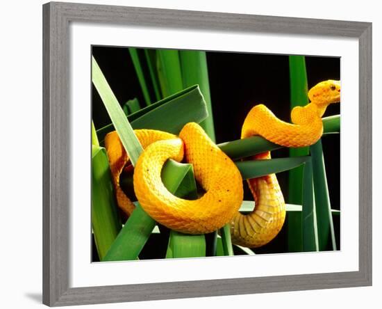 Golden Eyelash Viper-David Northcott-Framed Photographic Print