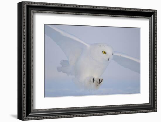 Golden Eyes on the Hunt-null-Framed Art Print