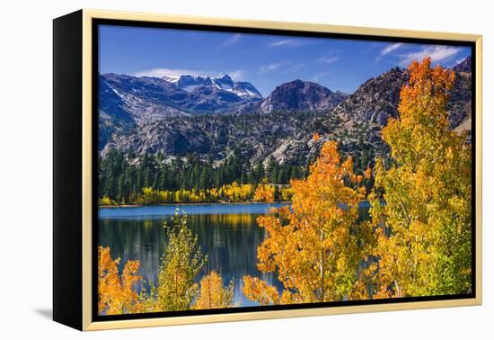 Golden Fall Aspen at June Lake, Inyo National Forest, Sierra Nevada Mountains, California, Usa-Russ Bishop-Framed Premier Image Canvas