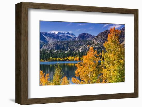 Golden Fall Aspen at June Lake, Inyo National Forest, Sierra Nevada Mountains, California, Usa-Russ Bishop-Framed Photographic Print