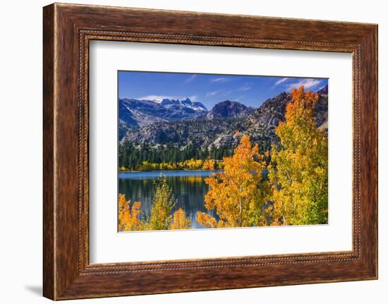 Golden Fall Aspen at June Lake, Inyo National Forest, Sierra Nevada Mountains, California, Usa-Russ Bishop-Framed Photographic Print