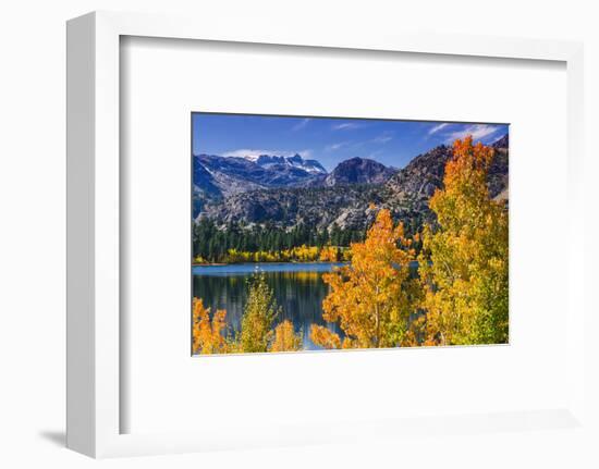 Golden Fall Aspen at June Lake, Inyo National Forest, Sierra Nevada Mountains, California, Usa-Russ Bishop-Framed Photographic Print