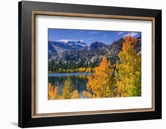 Golden Fall Aspen at June Lake, Inyo National Forest, Sierra Nevada Mountains, California, Usa-Russ Bishop-Framed Photographic Print