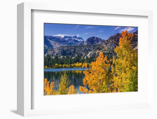 Golden Fall Aspen at June Lake, Inyo National Forest, Sierra Nevada Mountains, California, Usa-Russ Bishop-Framed Photographic Print