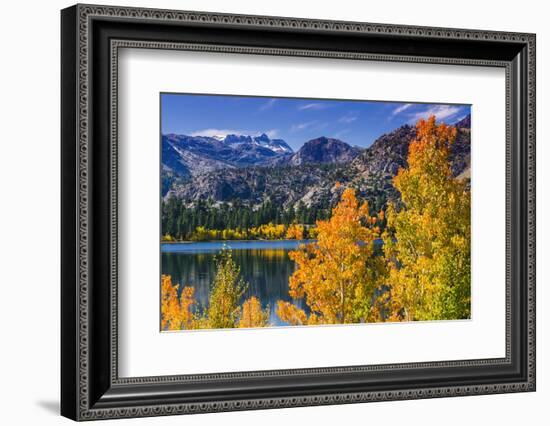 Golden Fall Aspen at June Lake, Inyo National Forest, Sierra Nevada Mountains, California, Usa-Russ Bishop-Framed Photographic Print