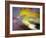 Golden Fall Reflections I-Nicole Katano-Framed Photo