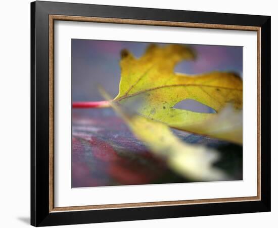 Golden Fall Reflections I-Nicole Katano-Framed Photo