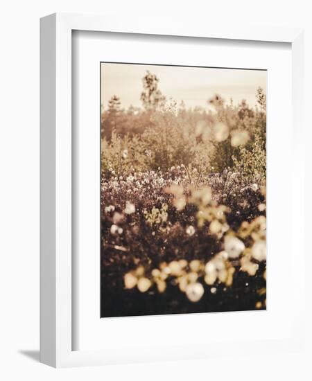 Golden Field-Design Fabrikken-Framed Photographic Print