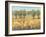 Golden Fields I-Tim O'toole-Framed Art Print