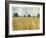 Golden Fields-Andrew Michaels-Framed Art Print