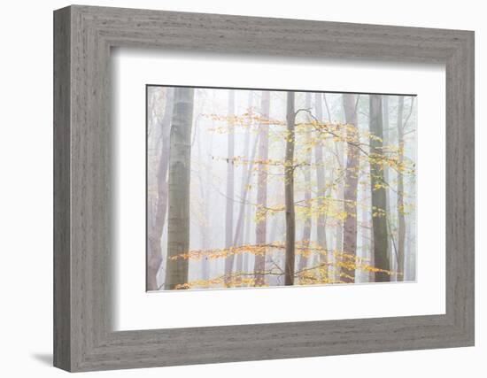 Golden Filligree-Doug Chinnery-Framed Photographic Print