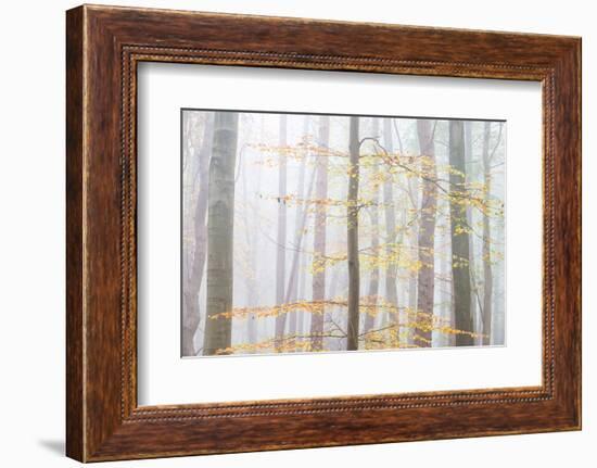 Golden Filligree-Doug Chinnery-Framed Photographic Print