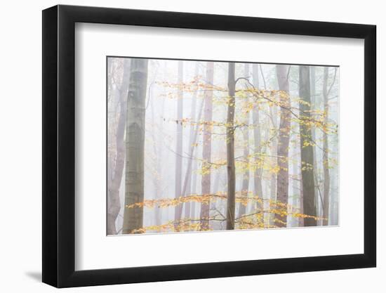 Golden Filligree-Doug Chinnery-Framed Photographic Print