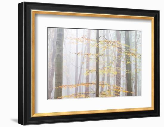 Golden Filligree-Doug Chinnery-Framed Photographic Print