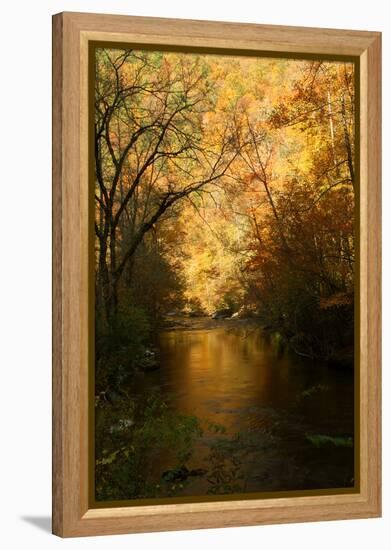 Golden foliage reflected in mountain creek, Smoky Mountain National Park, Tennessee, USA-Anna Miller-Framed Premier Image Canvas
