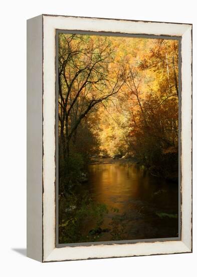 Golden foliage reflected in mountain creek, Smoky Mountain National Park, Tennessee, USA-Anna Miller-Framed Premier Image Canvas