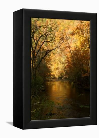 Golden foliage reflected in mountain creek, Smoky Mountain National Park, Tennessee, USA-Anna Miller-Framed Premier Image Canvas