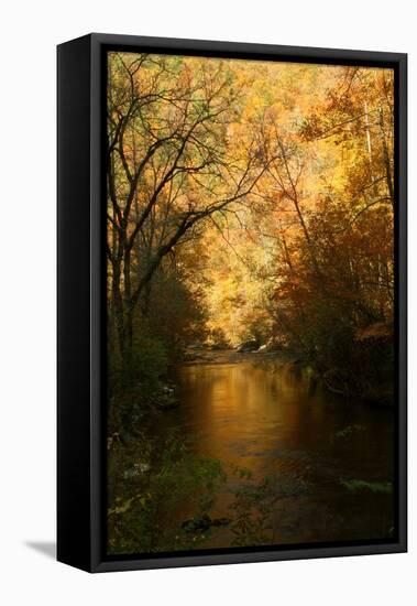 Golden foliage reflected in mountain creek, Smoky Mountain National Park, Tennessee, USA-Anna Miller-Framed Premier Image Canvas