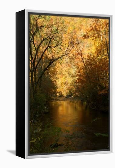 Golden foliage reflected in mountain creek, Smoky Mountain National Park, Tennessee, USA-Anna Miller-Framed Premier Image Canvas