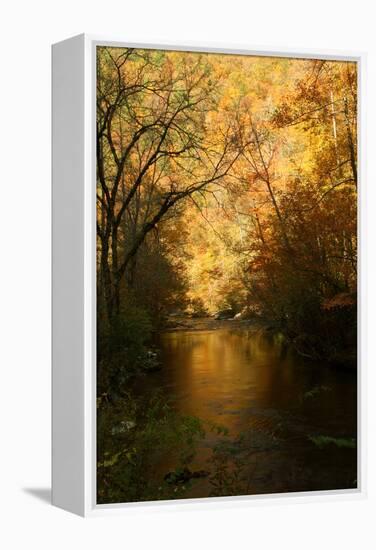 Golden foliage reflected in mountain creek, Smoky Mountain National Park, Tennessee, USA-Anna Miller-Framed Premier Image Canvas