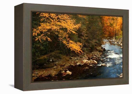 Golden foliage reflected in mountain creek, Smoky Mountain National Park, Tennessee, USA-Anna Miller-Framed Premier Image Canvas