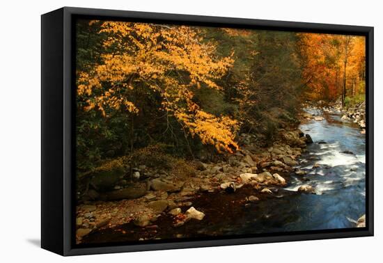 Golden foliage reflected in mountain creek, Smoky Mountain National Park, Tennessee, USA-Anna Miller-Framed Premier Image Canvas