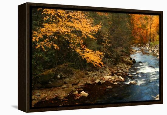 Golden foliage reflected in mountain creek, Smoky Mountain National Park, Tennessee, USA-Anna Miller-Framed Premier Image Canvas