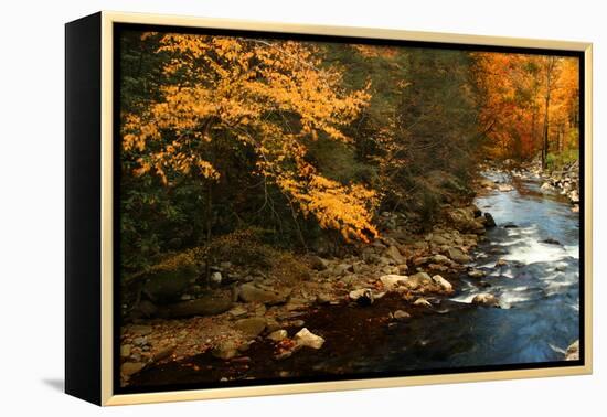 Golden foliage reflected in mountain creek, Smoky Mountain National Park, Tennessee, USA-Anna Miller-Framed Premier Image Canvas