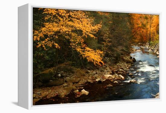 Golden foliage reflected in mountain creek, Smoky Mountain National Park, Tennessee, USA-Anna Miller-Framed Premier Image Canvas