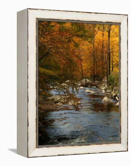 Golden foliage reflected in mountain creek, Smoky Mountain National Park, Tennessee, USA-Anna Miller-Framed Premier Image Canvas