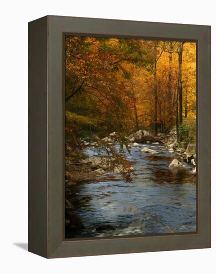 Golden foliage reflected in mountain creek, Smoky Mountain National Park, Tennessee, USA-Anna Miller-Framed Premier Image Canvas