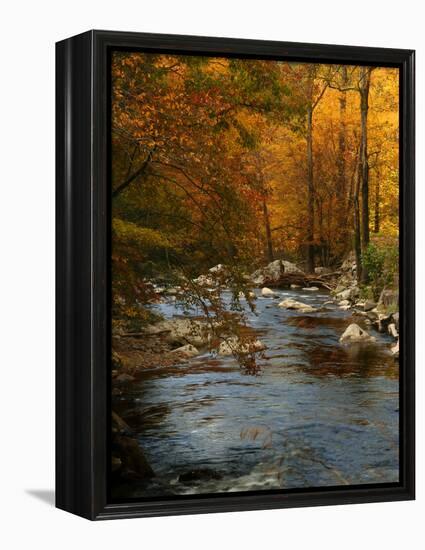 Golden foliage reflected in mountain creek, Smoky Mountain National Park, Tennessee, USA-Anna Miller-Framed Premier Image Canvas