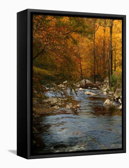 Golden foliage reflected in mountain creek, Smoky Mountain National Park, Tennessee, USA-Anna Miller-Framed Premier Image Canvas