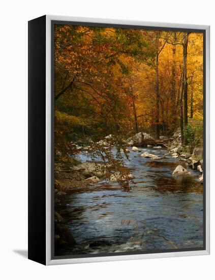 Golden foliage reflected in mountain creek, Smoky Mountain National Park, Tennessee, USA-Anna Miller-Framed Premier Image Canvas