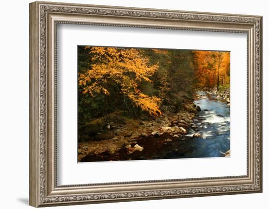 Golden foliage reflected in mountain creek, Smoky Mountain National Park, Tennessee, USA-Anna Miller-Framed Photographic Print