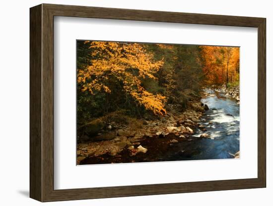 Golden foliage reflected in mountain creek, Smoky Mountain National Park, Tennessee, USA-Anna Miller-Framed Photographic Print