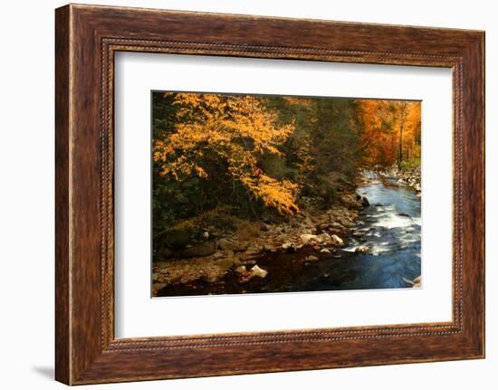 Golden foliage reflected in mountain creek, Smoky Mountain National Park, Tennessee, USA-Anna Miller-Framed Photographic Print