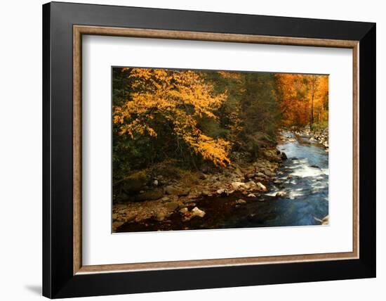 Golden foliage reflected in mountain creek, Smoky Mountain National Park, Tennessee, USA-Anna Miller-Framed Photographic Print