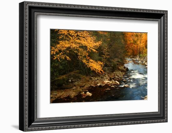 Golden foliage reflected in mountain creek, Smoky Mountain National Park, Tennessee, USA-Anna Miller-Framed Photographic Print