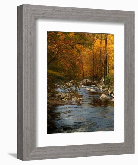 Golden foliage reflected in mountain creek, Smoky Mountain National Park, Tennessee, USA-Anna Miller-Framed Photographic Print