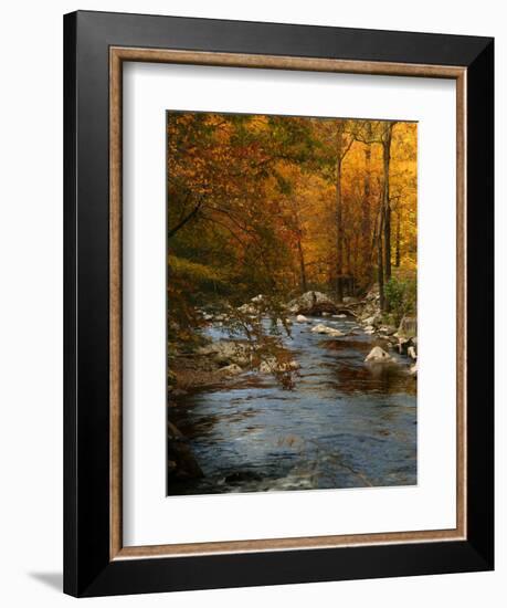 Golden foliage reflected in mountain creek, Smoky Mountain National Park, Tennessee, USA-Anna Miller-Framed Photographic Print