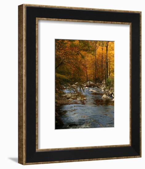 Golden foliage reflected in mountain creek, Smoky Mountain National Park, Tennessee, USA-Anna Miller-Framed Photographic Print